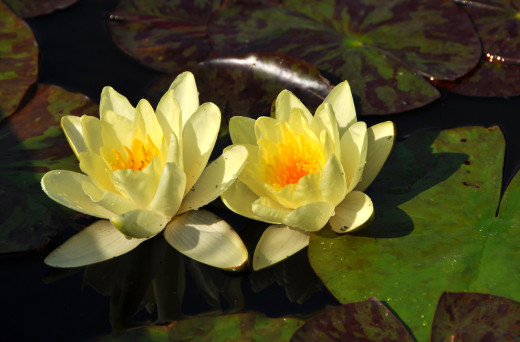 638911 (a): :3000x1968